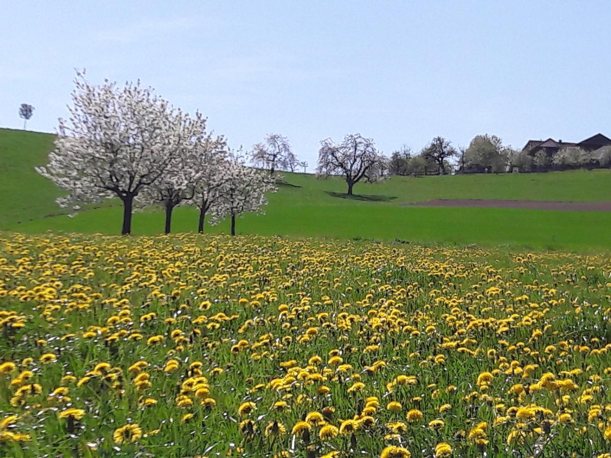 Vila Buehl 3 Affoltern Am Albis Exteriér fotografie