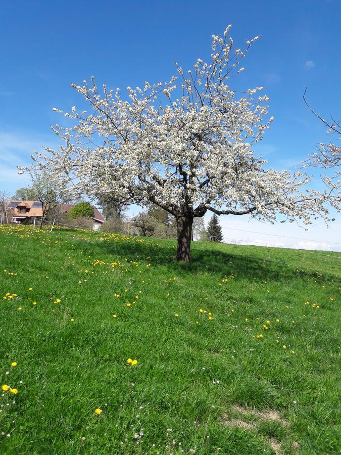 Vila Buehl 3 Affoltern Am Albis Exteriér fotografie